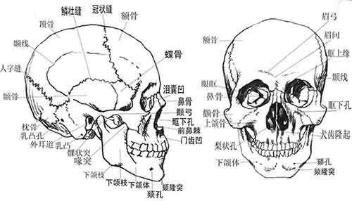 角色素描基础人体头骨详解加骷髅素描绘制
